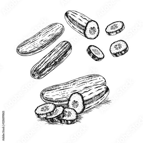 Hand drawn set of cucumber. Vector sketch