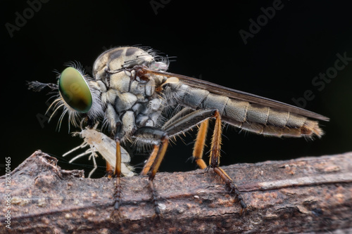 Super macro robber fly with prey photo