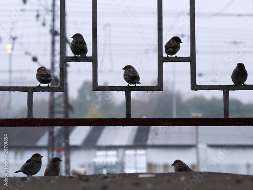 Konstfotografi Birds sparrows sitting on the fence, the fence