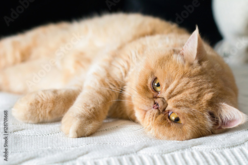 Cute persian cat laying on bed looking into camera