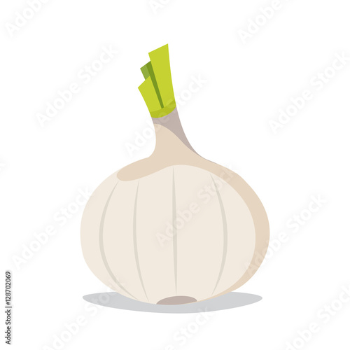 Garlic flat style. Isolated object. Vegetable from the garden. Organic food. Vector illustration.
