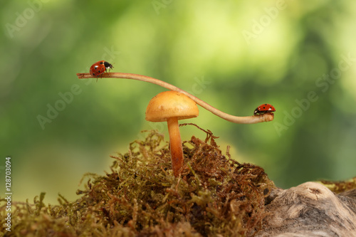 closeup ladybugs swinging on the branch on the mushroom on green leaves background