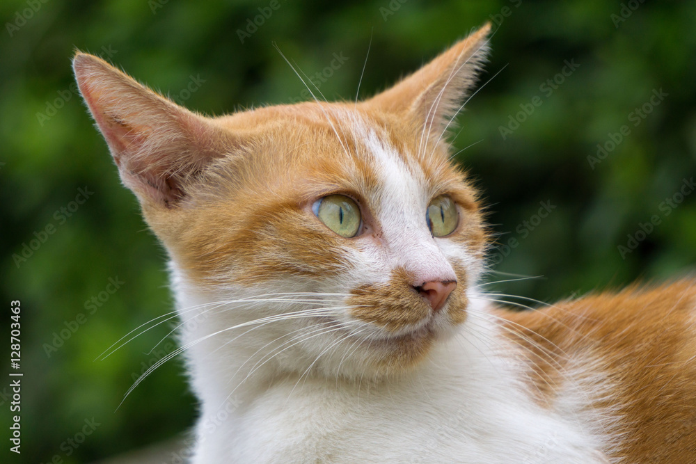 Fototapeta premium 猫 トラ猫