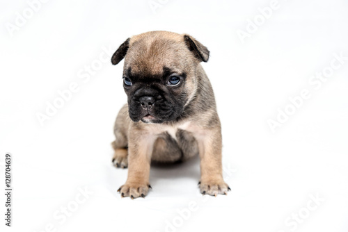  french bulldog puppy