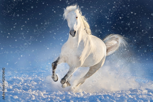White horse run gallop in winter snow field 