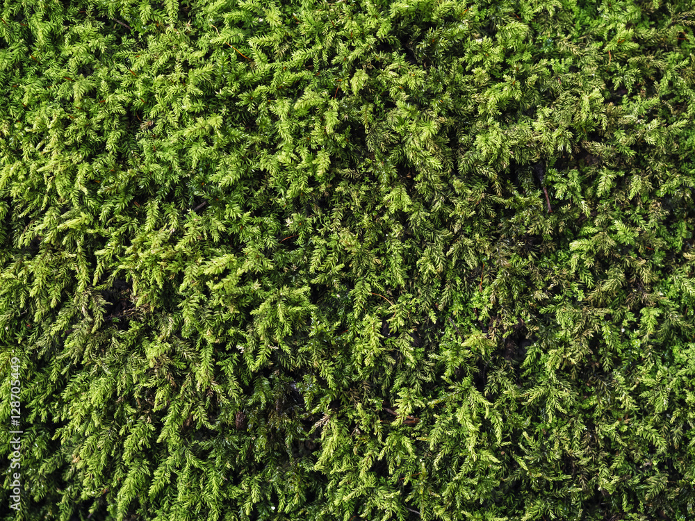 Green fern Plant Panel wall texture Nature Background Vertical garden Green fern Plant Panel wall texture Nature Background Vertical garden