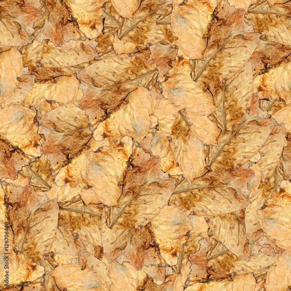 seamless background pattern texture of huge leaves of poplar seamless background pattern texture of huge leaves of poplar