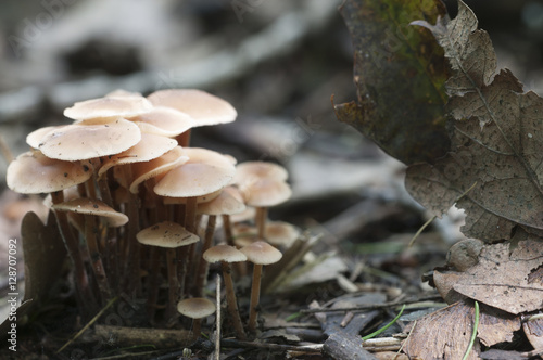 Mushrooms Gymnopus confluens