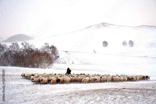 
flock of sheep, cowboy, and watch a flock of sheep