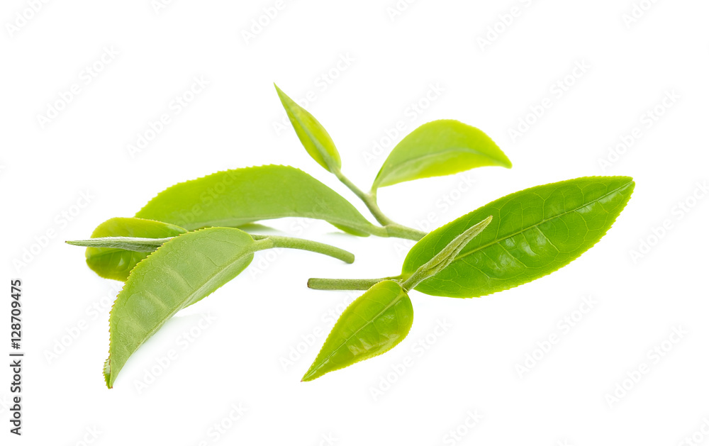 tea leaf isolated on the white background tea leaf isolated on the white background