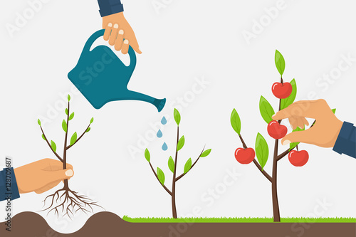 Process growth of tree