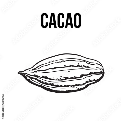 Hand drawn ripe cacao fruit, sketch style vector illustration isolated on white background. Colorful illustration of cacao fruit, main chocolate ingredient