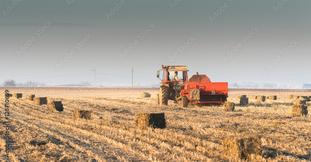 Fototapeta premium bale of soybean