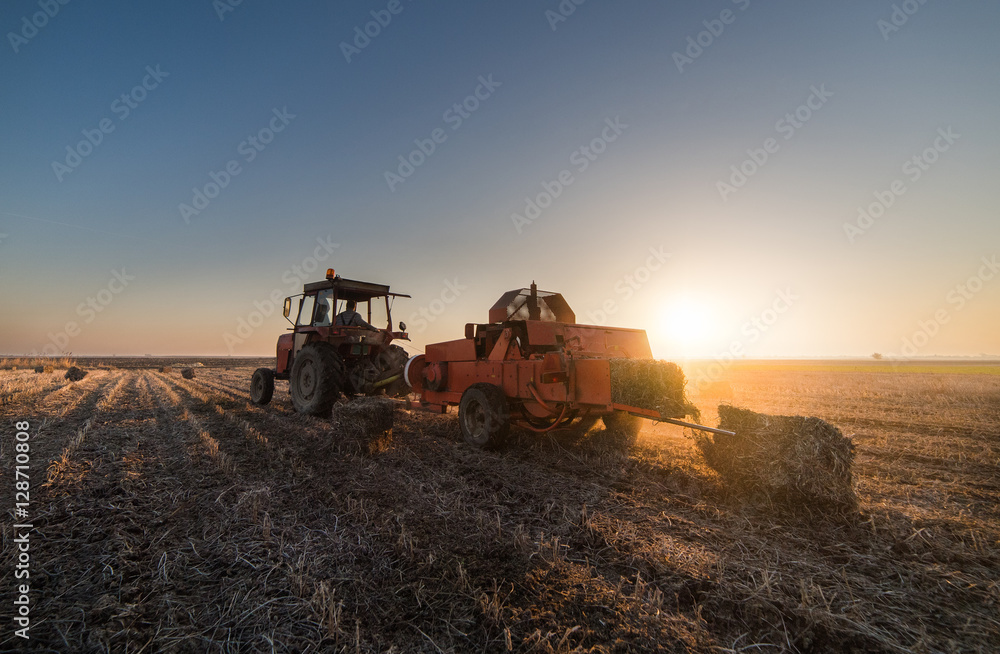 Fototapeta premium bale of soybean