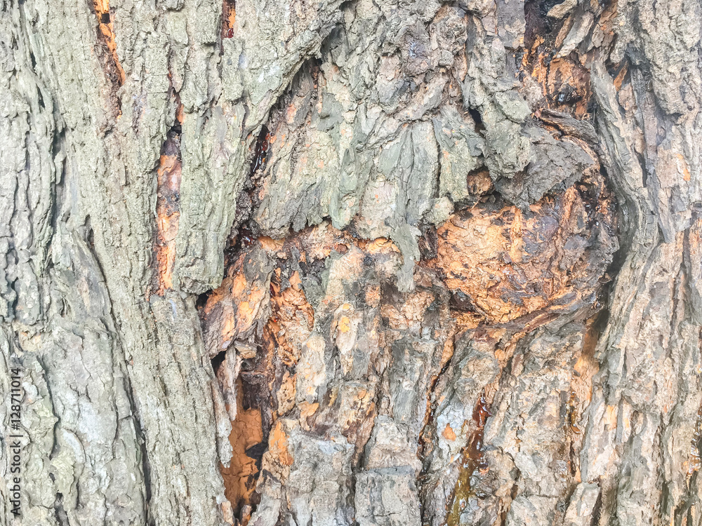 Closeup surface wood pattern at old cracked skin of trunk of tree texture background Closeup surface wood pattern at old cracked skin of trunk of tree texture background