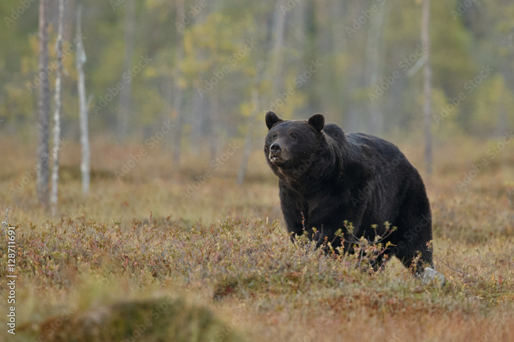 Brown bear in the nature habitat of finland land, finland wildlife, rare encounter, big predator, european wild nature, forest king Brown bear in the nature habitat of finland land, finland wildlife, rare encounter, big predator, european wild nature, forest king