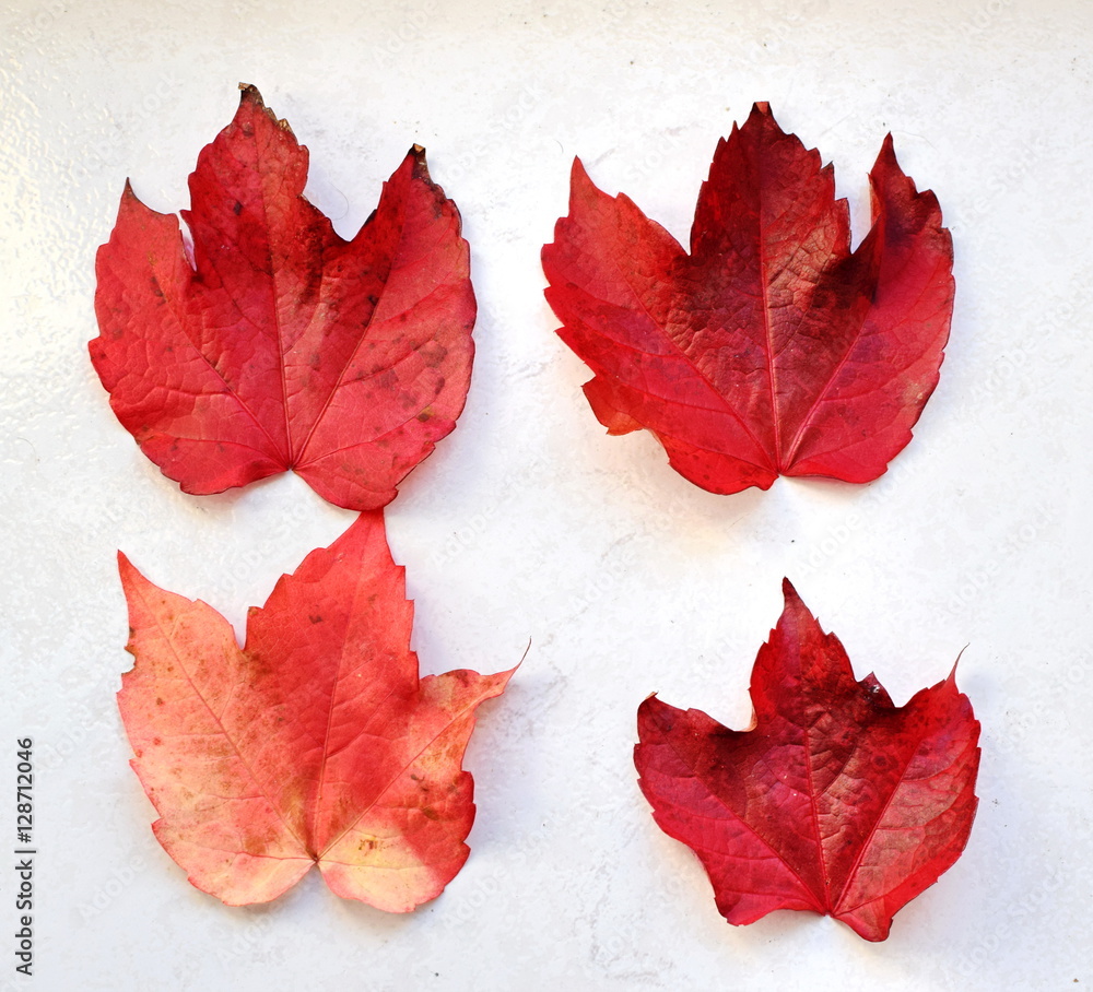 Autumn red leaves isolate on white background