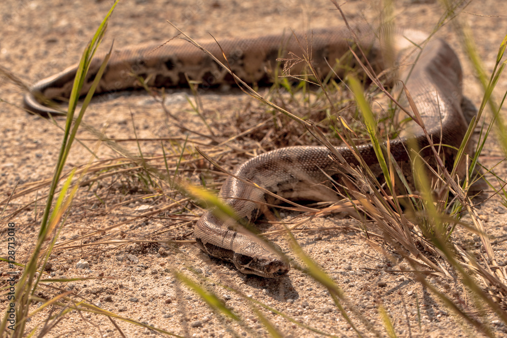 Cobra snake in natural habitats Cobra snake in natural habitats