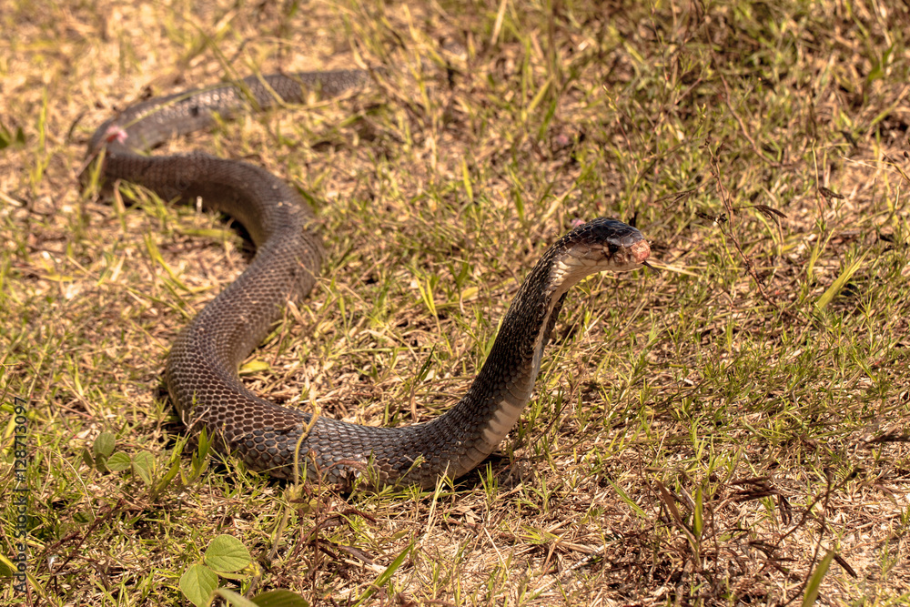 Cobra snake in natural habitats