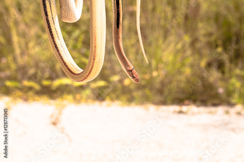 Cobra snake in natural habitats photo