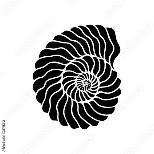 Graphic circle seashell