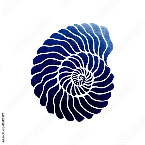 Graphic circle seashell