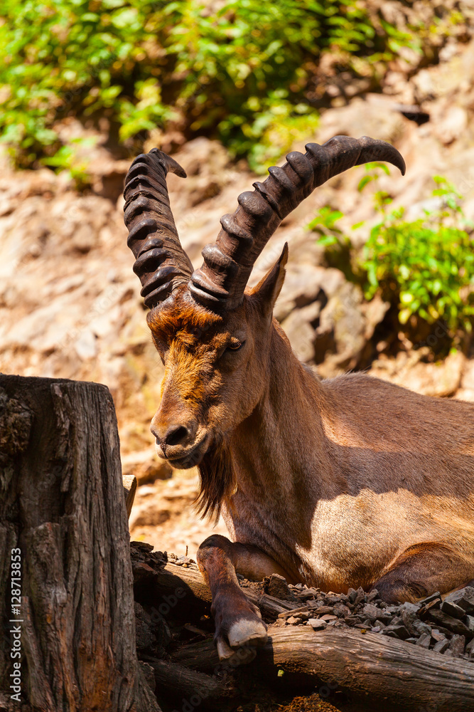 Young male wild Caucasian tur on rock background. Outdoors. Animals in the wild. The mountain ungulates. Young male wild Caucasian tur on rock background. Outdoors. Animals in the wild. The mountain ungulates.