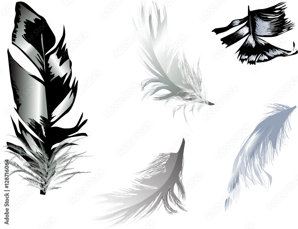 Obraz premium five grey feathers on white background