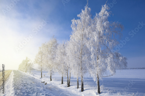 winter landscape with trees covered by hoarfrost © phant
