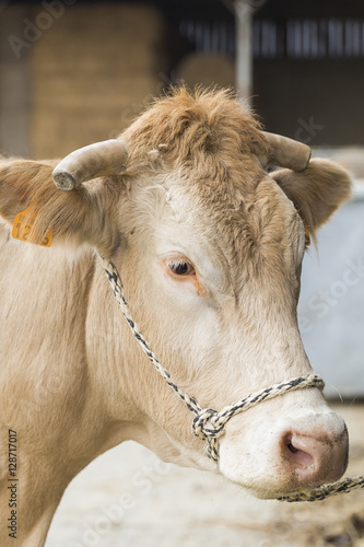 Cow in a barn