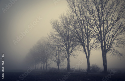 Mystic fantasy scene a foggy day