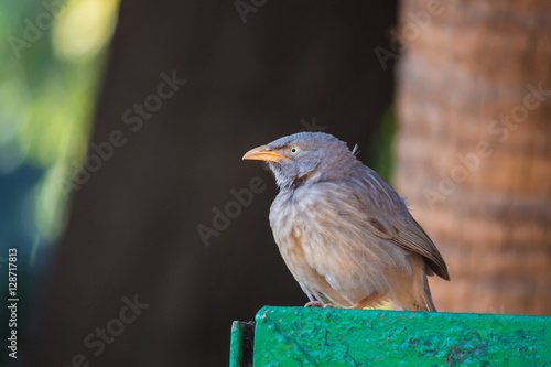 Female Indian Blackbird