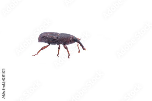 Rice weevil or Sitophilus oryzae isolated on white background