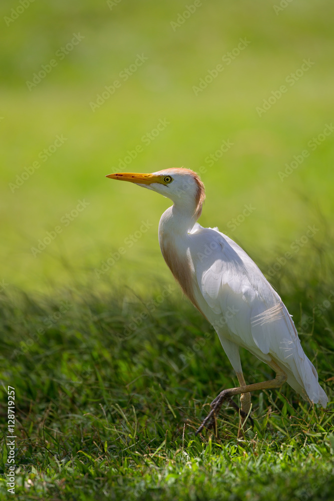 Kuhreiher (Bubulcus ibis) sitzt auf einer Wiese bei Hanauma Bay auf Oahu, Hawaii, USA. Kuhreiher (Bubulcus ibis) sitzt auf einer Wiese bei Hanauma Bay auf Oahu, Hawaii, USA.