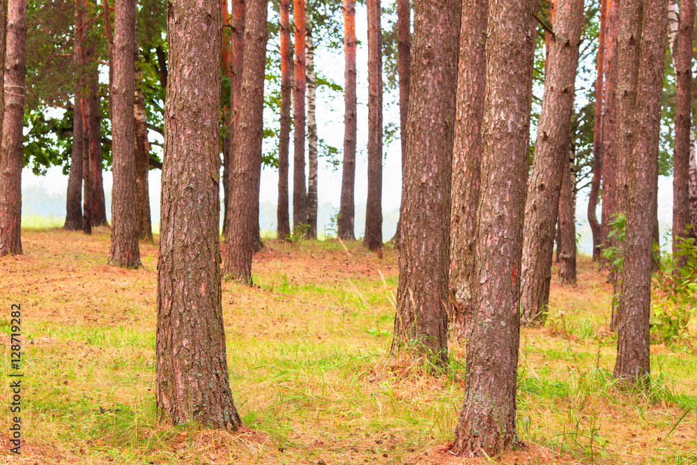 Obraz premium forest on the shore of lake