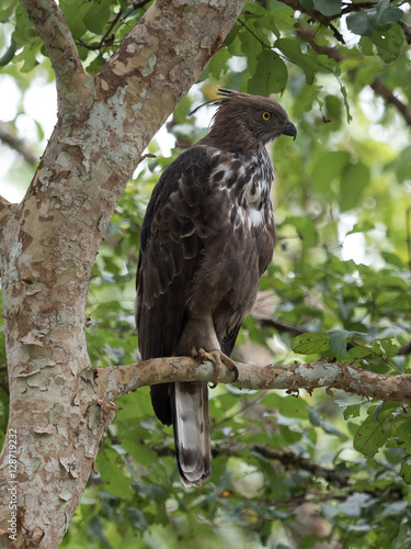 Changeable hawk eagle