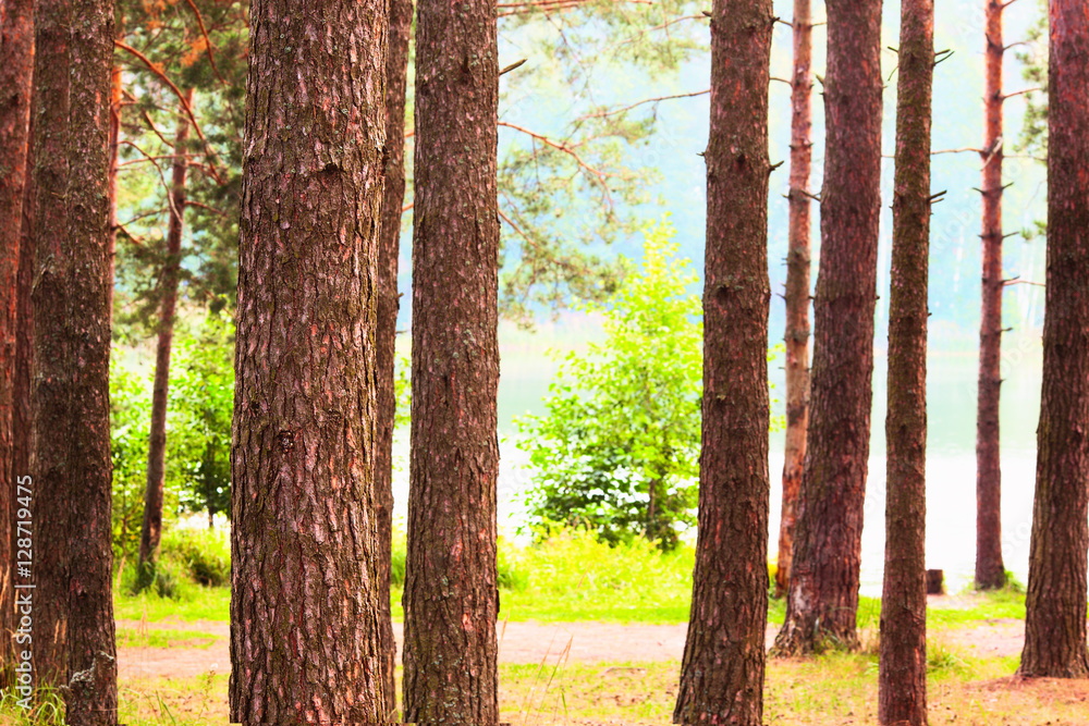 Obraz premium forest on the shore of lake
