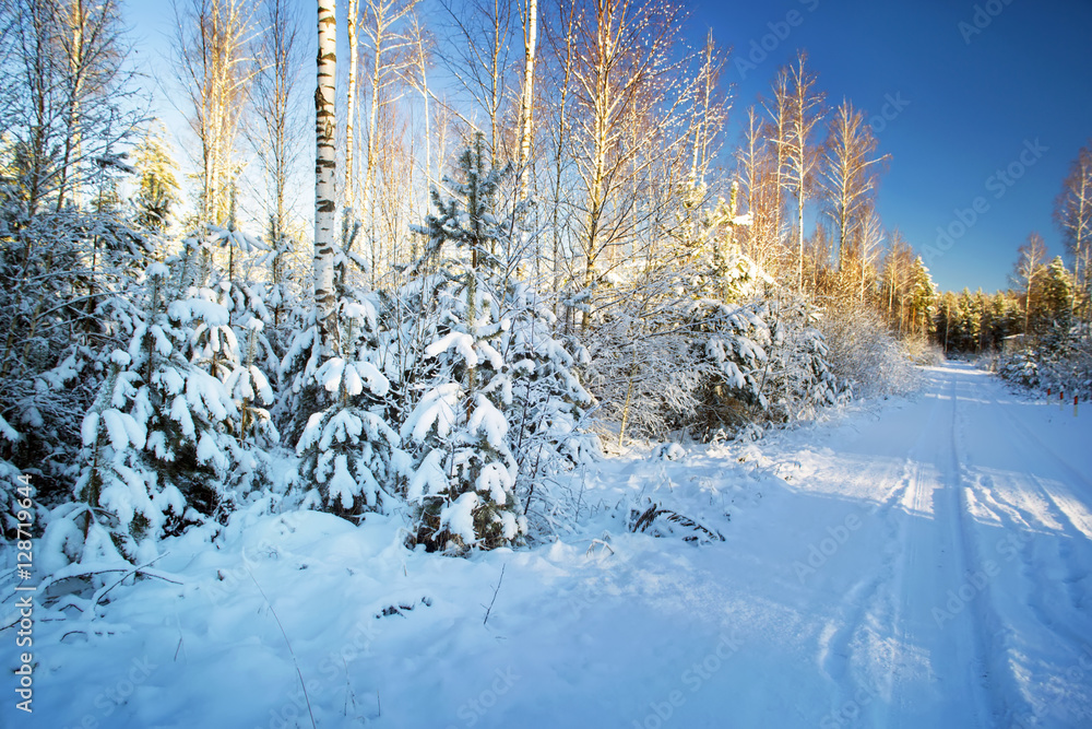 Fototapeta premium Trees in snow in the winter wood. Forest road. Latvia. Europe.