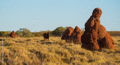 Cow and ant hills - desert farming photo