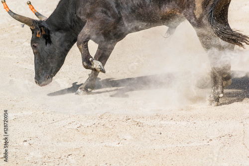 Course camarguaise avec cornes emboulées. photo