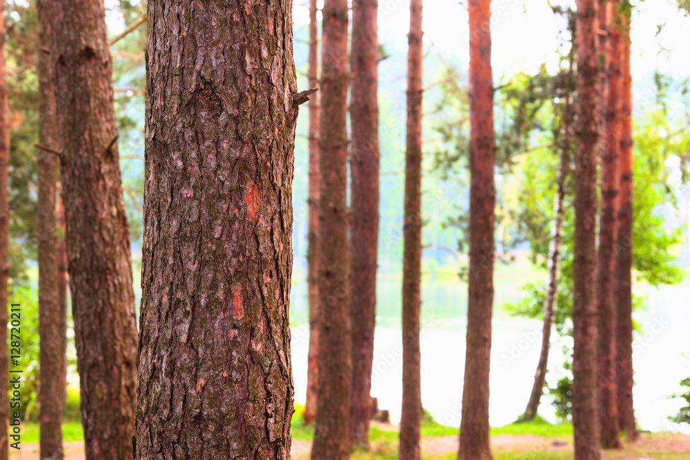 Obraz premium forest on the shore of lake