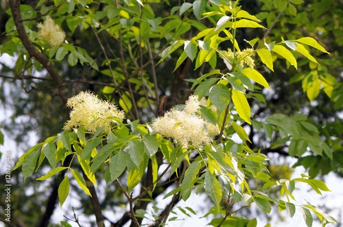 Foliage and flowers of common ash (Fraxinus excelsior).