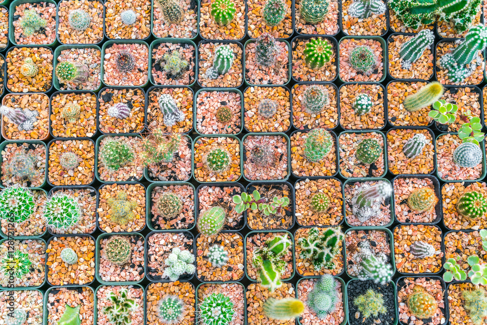 Fototapeta premium Beautiful small cactus field .
