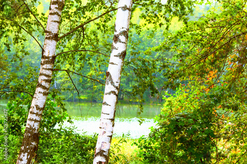  forest on the shore of lake