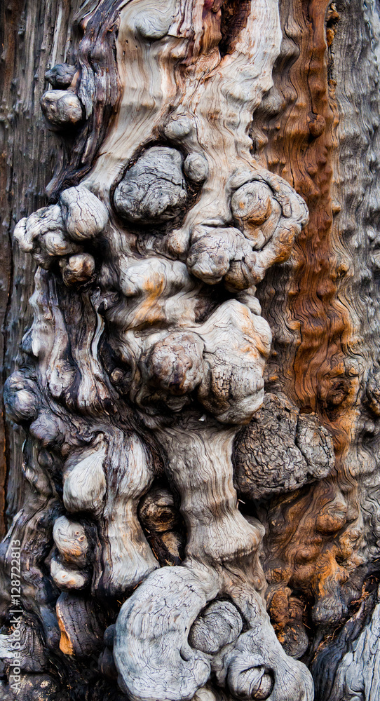 Tree burl texture - old growth forest in Australia Tree burl texture - old growth forest in Australia
