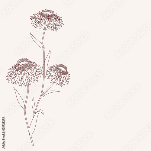 Linear flower drawing detailed vector illustration