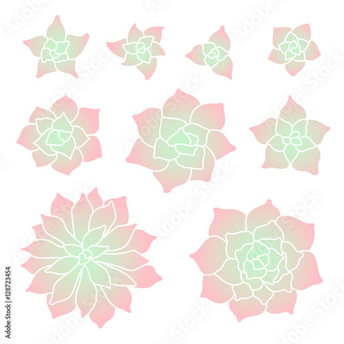 Gradient succulent plant set on white background