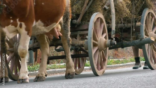 traditional old fashioned cart with hay on the road