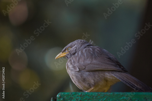 Female Indian Blackbird