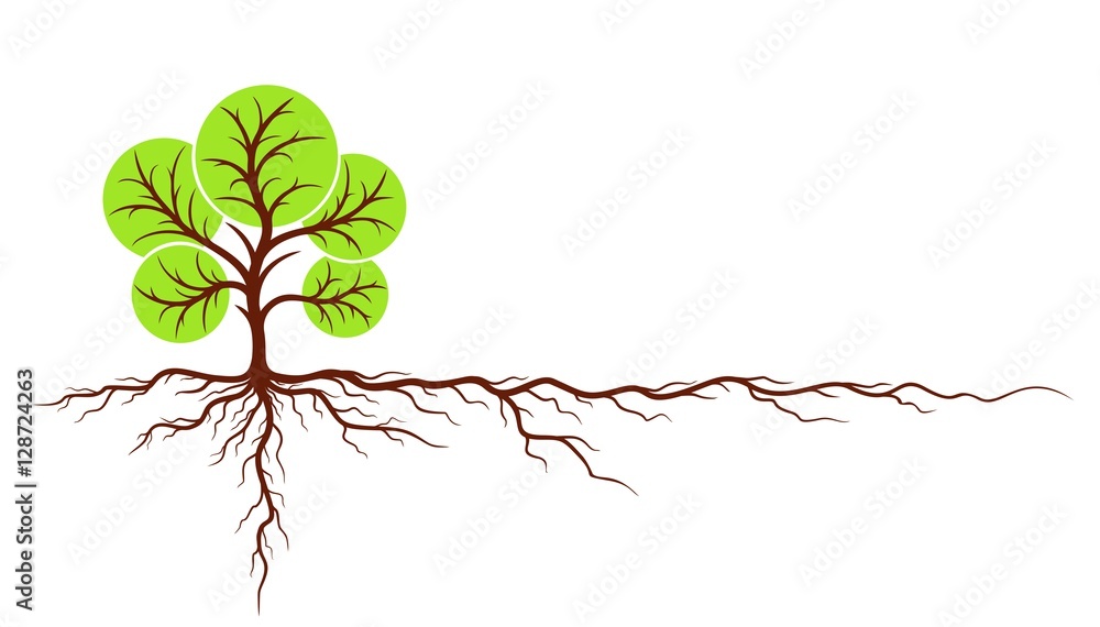Fototapeta premium Tree with roots. 